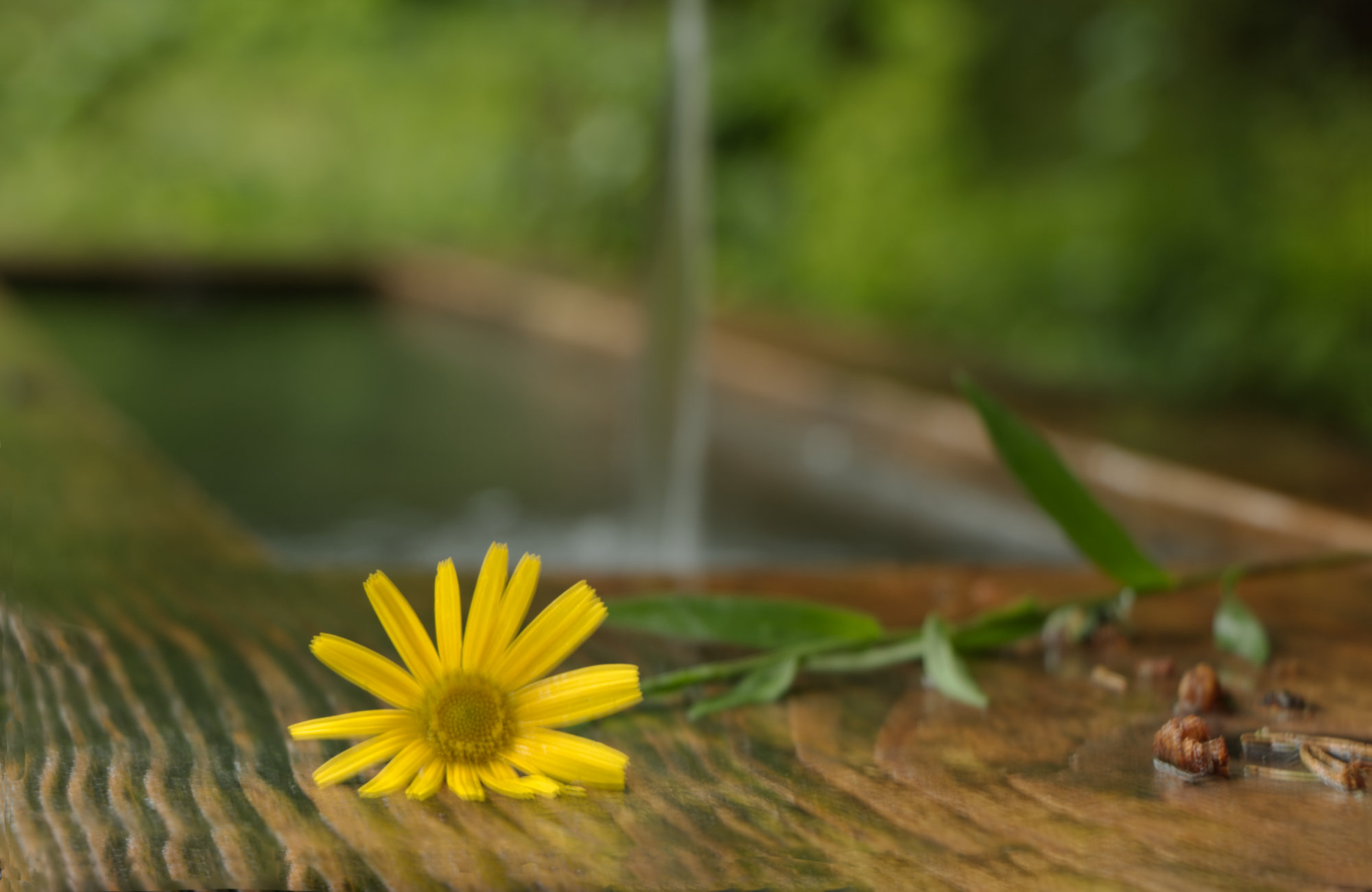 Blume auf Holzbrummen