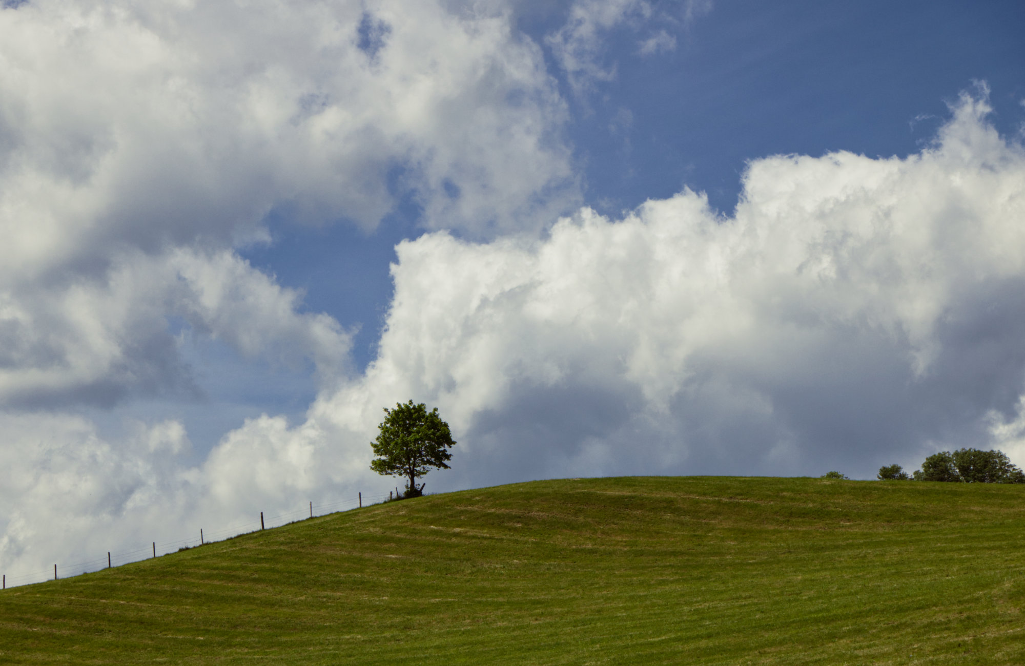 Einzelner Baum auf einem Hügel