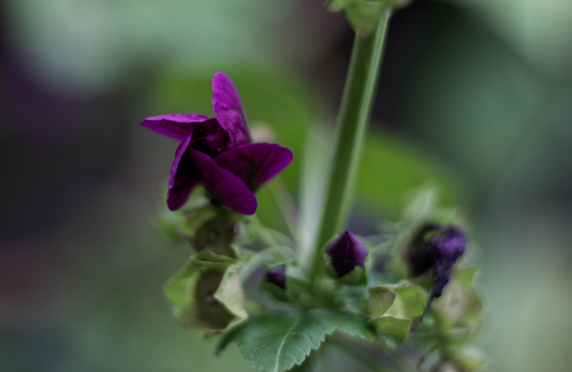 violette Blütenknospe