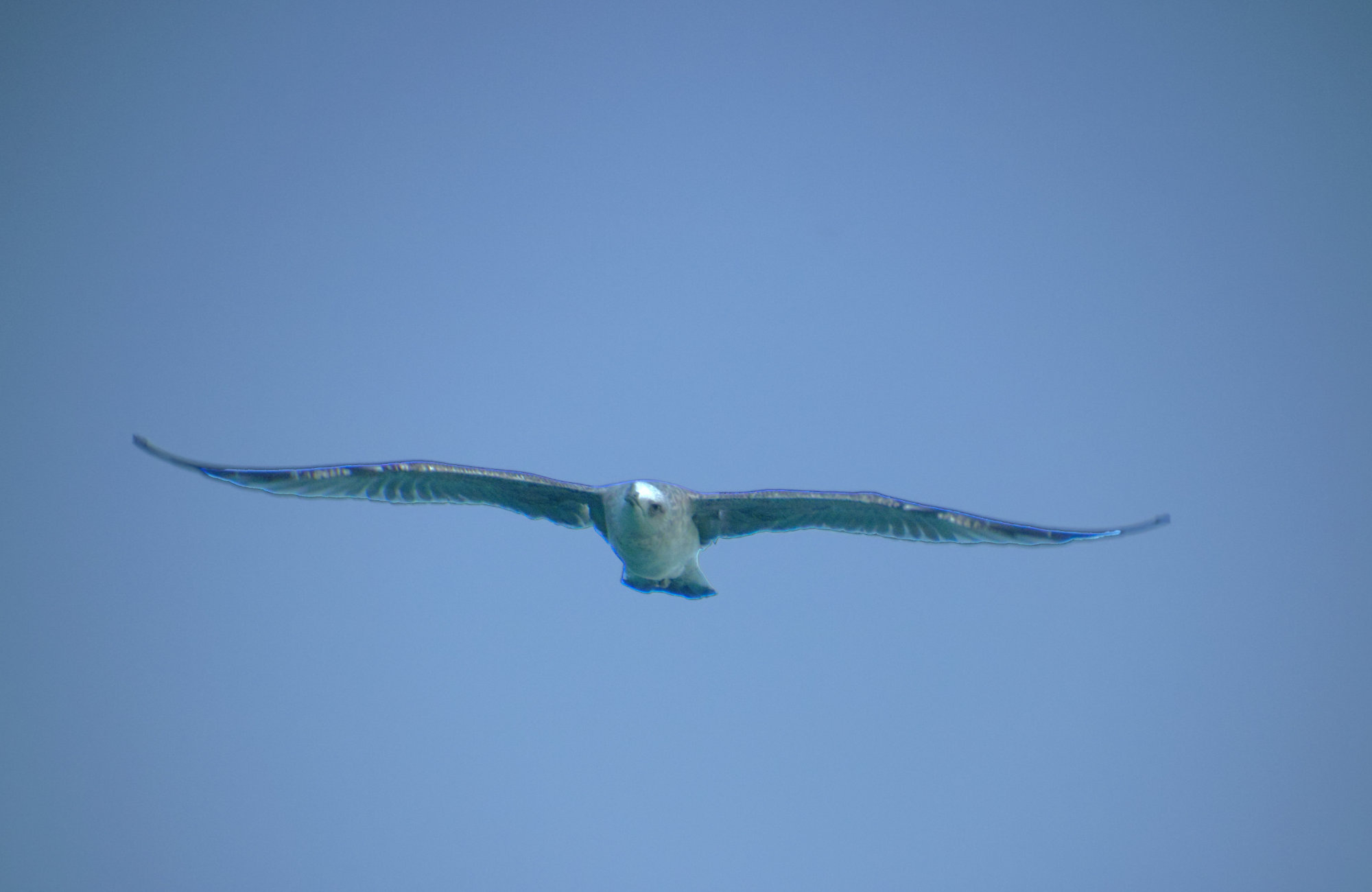 Möve im Flug