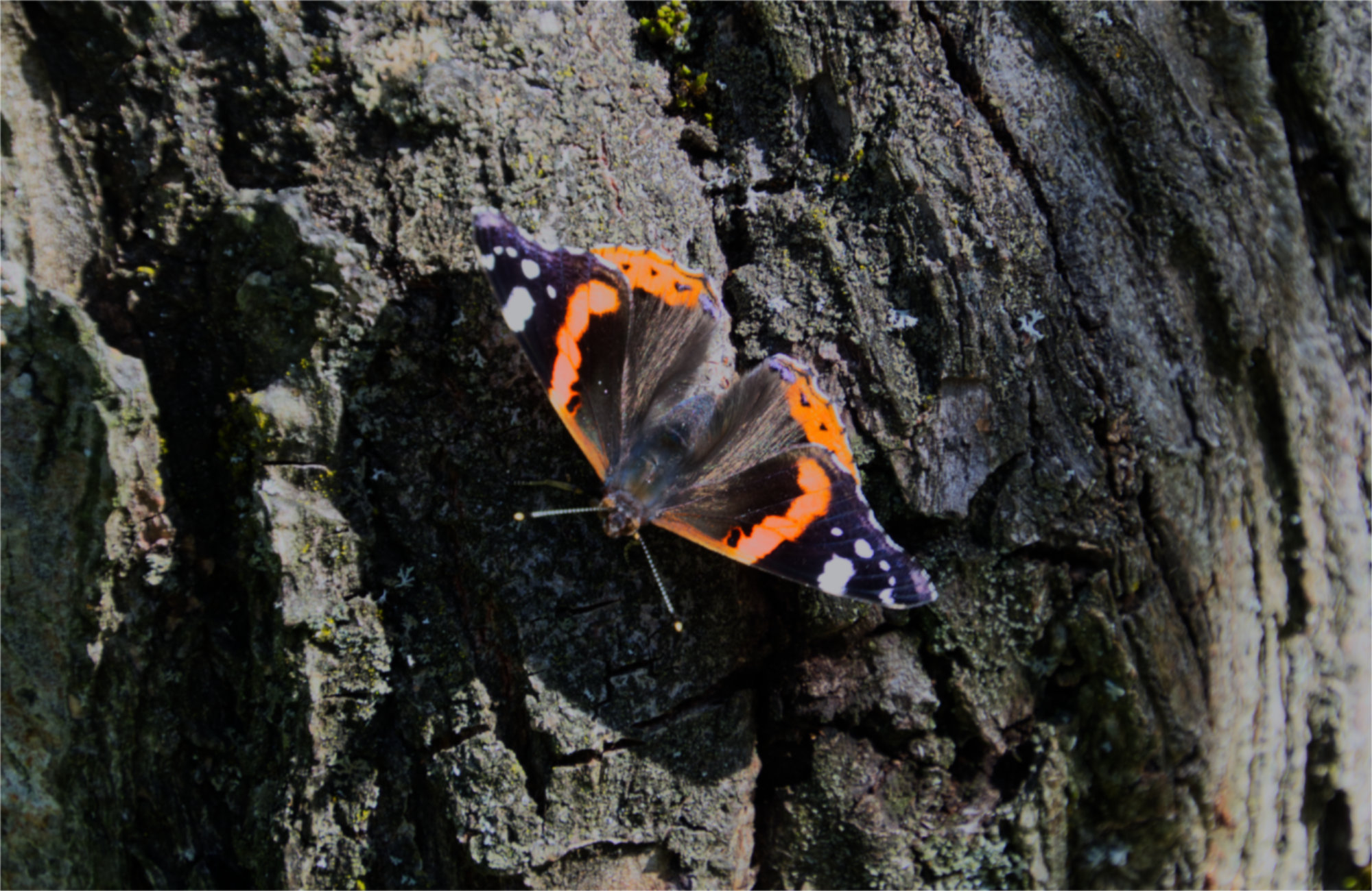  orange und grauer Schmetterling auf Baumstamm