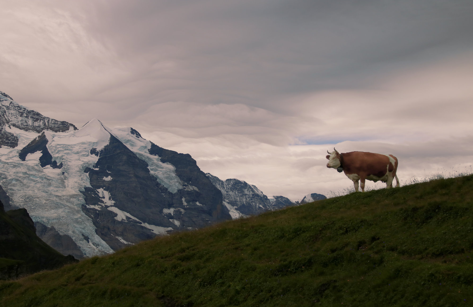 eine Kuh auf der Weide mit verschneiten Bergen im Hintergrund